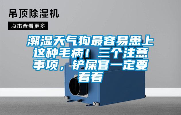 潮濕天氣狗最容易患上這種毛?。∪齻€注意事項，鏟屎官一定要看看