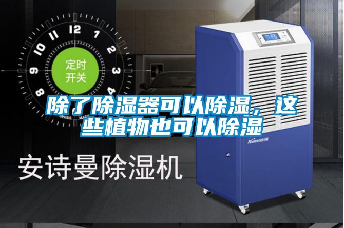除了除濕器可以除濕，這些植物也可以除濕